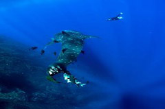    Mareste fotografia 

WeDive - Socoro Mexic