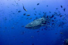    Mareste fotografia 

WeDive - Socoro Mexic