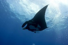    Mareste fotografia 

WeDive - Socoro Mexic