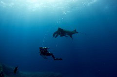    Mareste fotografia 

WeDive - Socoro Mexic