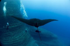    Mareste fotografia 

WeDive - Socoro Mexic