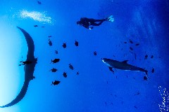    Mareste fotografia 

WeDive - Socoro Mexic