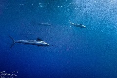    Mareste fotografia 

WeDive - Socoro Mexic