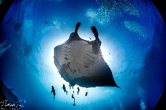    Mareste fotografia 

WeDive - Socoro Mexic