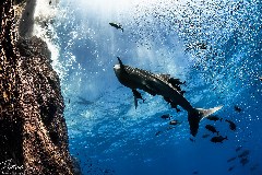    Mareste fotografia 

WeDive - Socoro Mexic