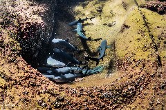    Mareste fotografia 

WeDive - Socoro Mexic