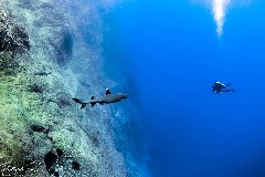    Mareste fotografia 

WeDive - Socoro Mexic