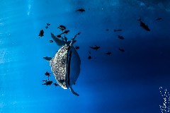    Mareste fotografia 

WeDive - Socoro Mexic