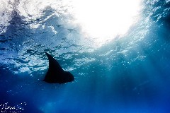    Mareste fotografia 

WeDive - Socoro Mexic