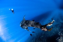    Mareste fotografia 

WeDive - Socoro Mexic