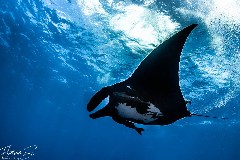    Mareste fotografia 

WeDive - Socoro Mexic