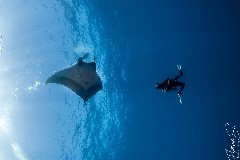    Mareste fotografia 

WeDive - Socoro Mexic