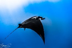    Mareste fotografia 

WeDive - Socoro Mexic