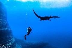    Mareste fotografia 

WeDive - Socoro Mexic