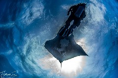    Mareste fotografia 

WeDive - Socoro Mexic