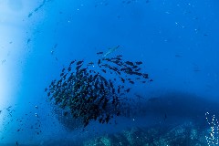    Mareste fotografia 

WeDive - Socoro Mexic