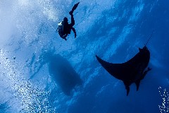    Mareste fotografia 

WeDive - Socoro Mexic