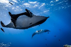    Mareste fotografia 

WeDive - Socoro Mexic