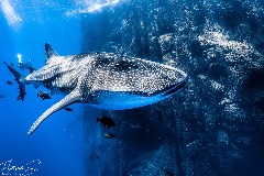    Mareste fotografia 

WeDive - Socoro Mexic