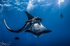    Mareste fotografia 

WeDive - Socoro Mexic