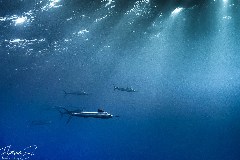    Mareste fotografia 

WeDive - Socoro Mexic