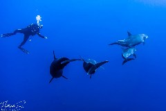    Mareste fotografia 

WeDive - Socoro Mexic