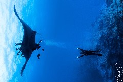    Mareste fotografia 

WeDive - Socoro Mexic