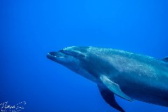    Mareste fotografia 

WeDive - Socoro Mexic