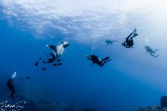    Mareste fotografia 

WeDive - Socoro Mexic