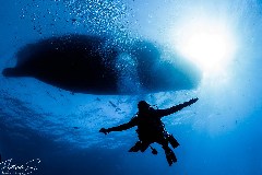    Mareste fotografia 

WeDive - Socoro Mexic