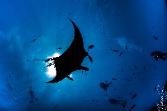    Mareste fotografia 

WeDive - Socoro Mexic