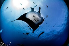    Mareste fotografia 

WeDive - Socoro Mexic