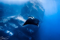    Mareste fotografia 

WeDive - Socoro Mexic