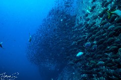    Mareste fotografia 

WeDive - Socoro Mexic