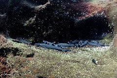    Mareste fotografia 

WeDive - Socoro Mexic