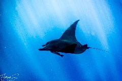    Mareste fotografia 

WeDive - Socoro Mexic