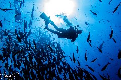    Mareste fotografia 

WeDive - Socoro Mexic