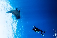    Mareste fotografia 

WeDive - Socoro Mexic