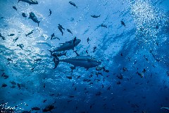    Mareste fotografia 

WeDive - Socoro Mexic