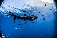    Mareste fotografia 

WeDive - Socoro Mexic