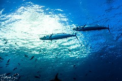    Mareste fotografia 

WeDive - Socoro Mexic