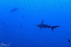    Mareste fotografia 

WeDive - Socoro Mexic