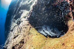    Mareste fotografia 

WeDive - Socoro Mexic