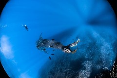    Mareste fotografia 

WeDive - Socoro Mexic