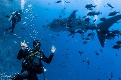    Mareste fotografia 

WeDive - Socoro Mexic