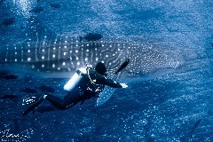    Mareste fotografia 

WeDive - Socoro Mexic