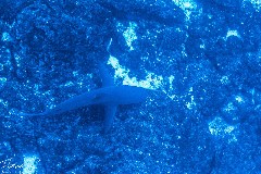    Mareste fotografia 

WeDive - Socoro Mexic