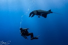    Mareste fotografia 

WeDive - Socoro Mexic