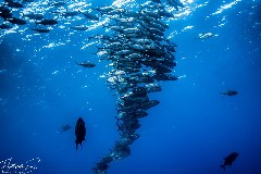    Mareste fotografia 

WeDive - Socoro Mexic