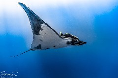    Mareste fotografia 

WeDive - Socoro Mexic